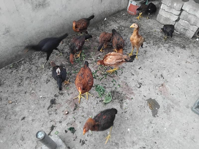 Hens Chicks Jawa Aseel Java 2
