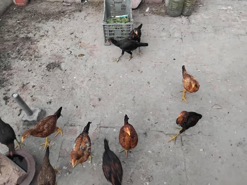 Hens Chicks Jawa Aseel Java 3