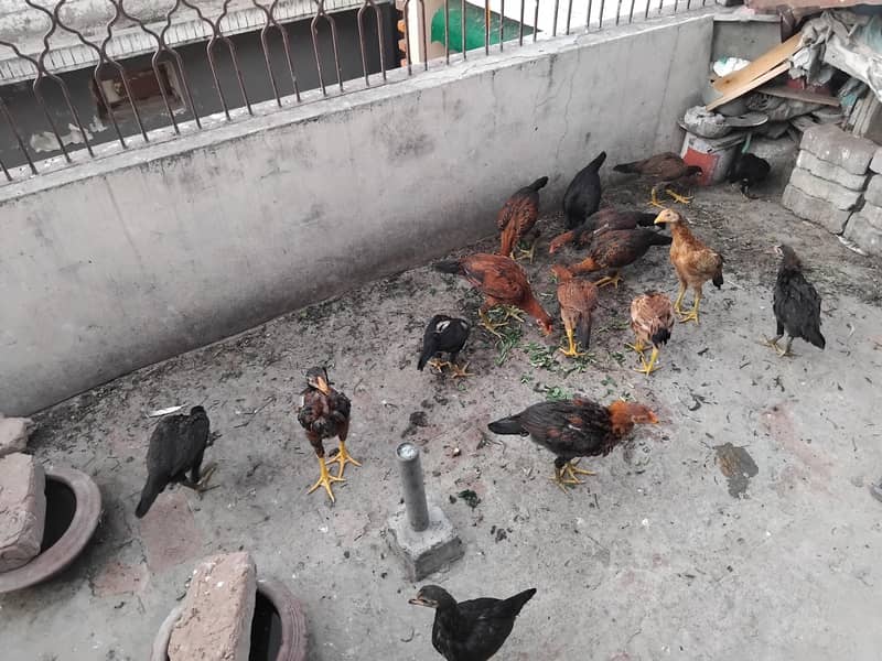 Hens Chicks Jawa Aseel Java 4