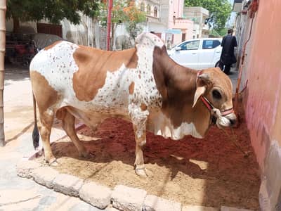 qurbani ka sehat mand bachra