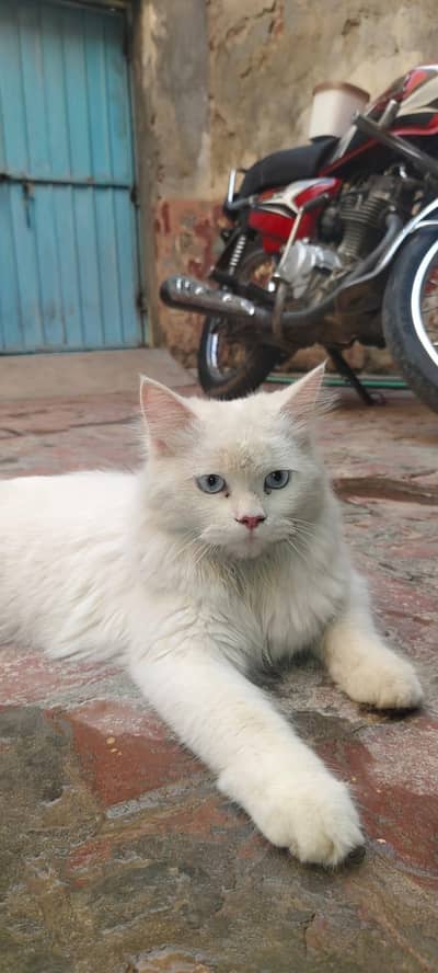 MALE TRIPLE CAT WHASHROOM TRAINED