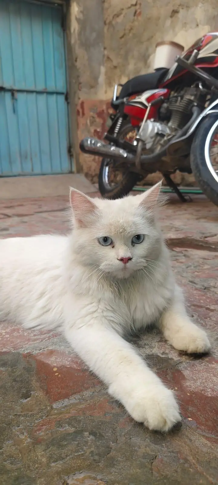 MALE TRIPLE CAT WHASHROOM TRAINED ( price negotiable )