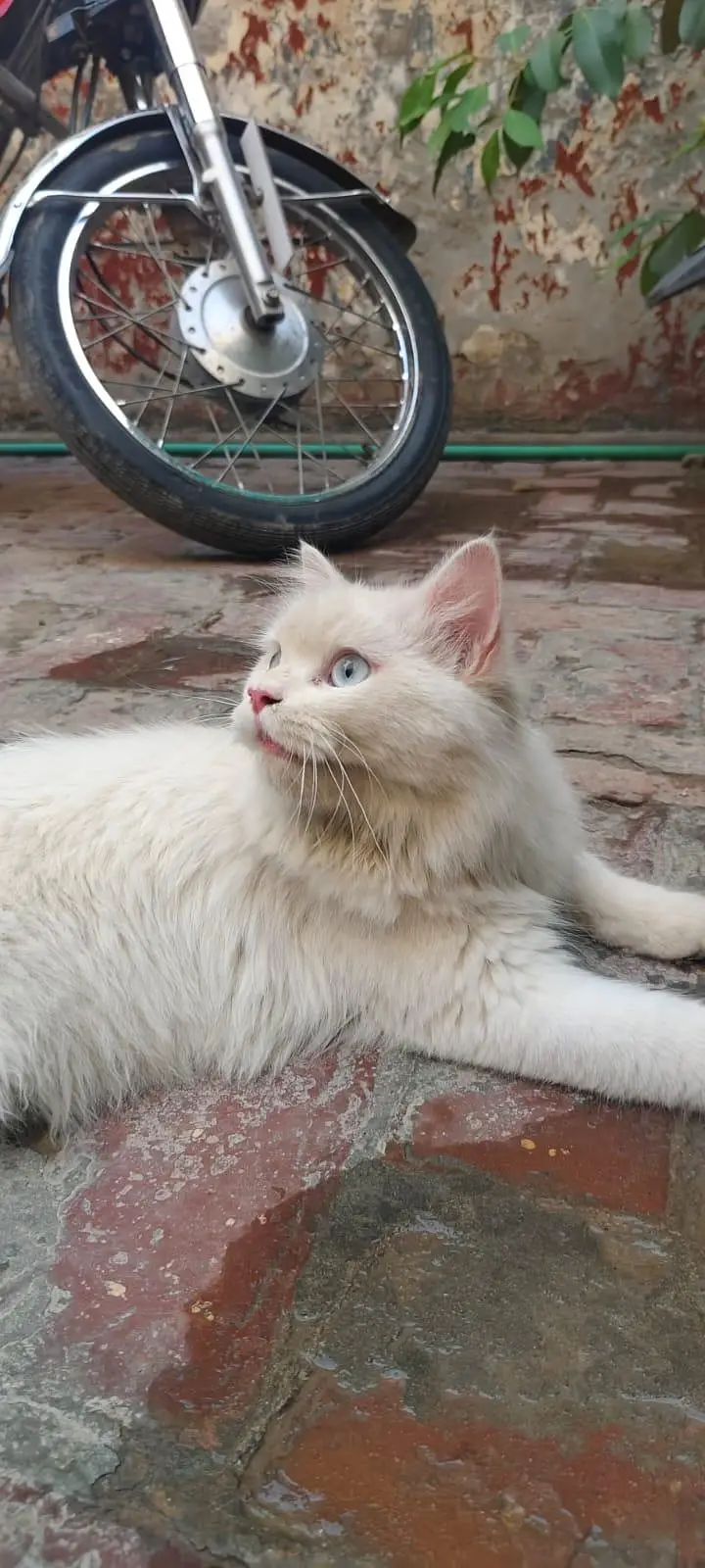 MALE TRIPLE CAT WHASHROOM TRAINED ( price negotiable ) — photo 2