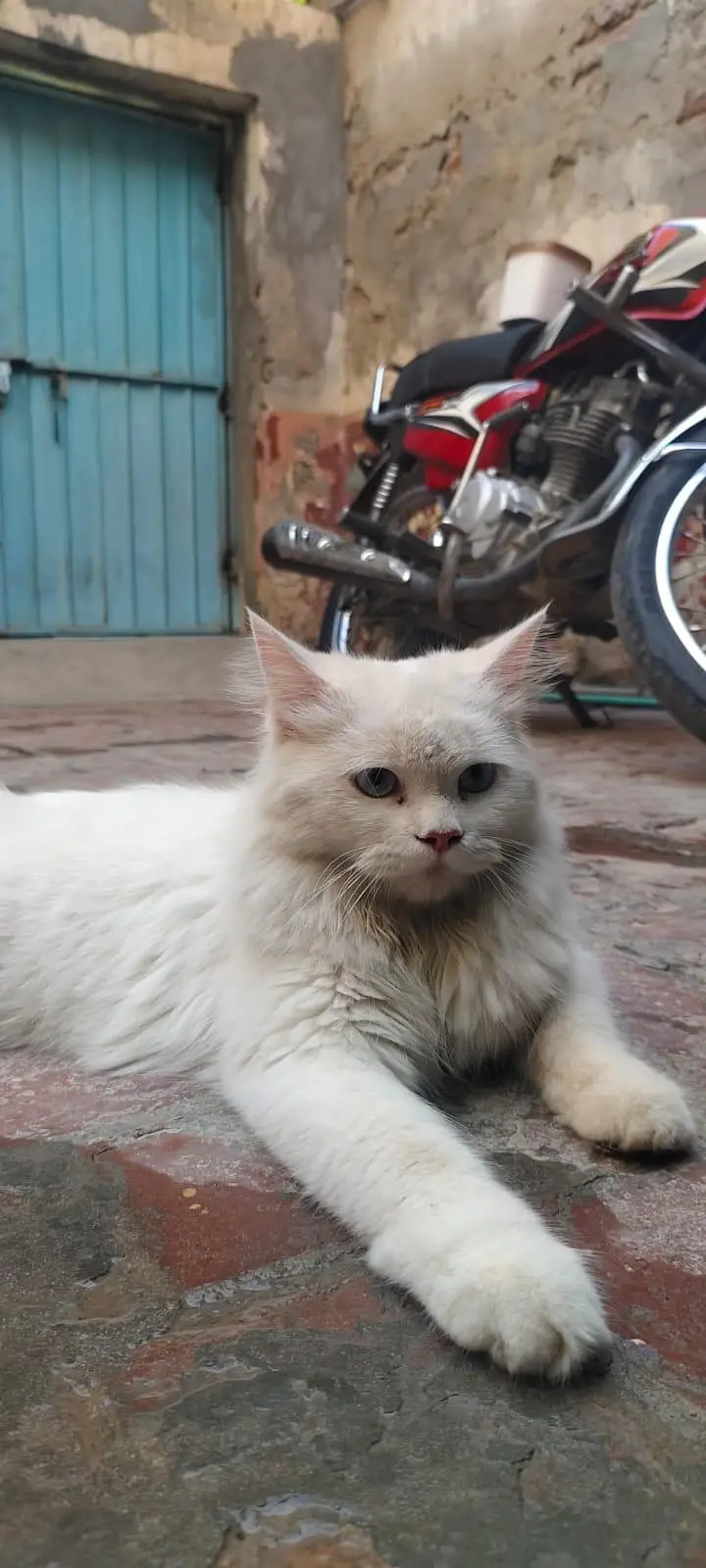 MALE TRIPLE CAT WHASHROOM TRAINED ( price negotiable ) — photo 3
