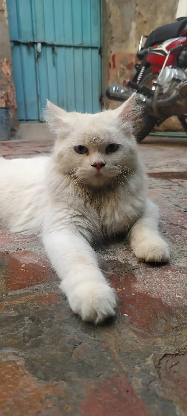 MALE TRIPLE CAT WHASHROOM TRAINED ( price negotiable ) — photo 4