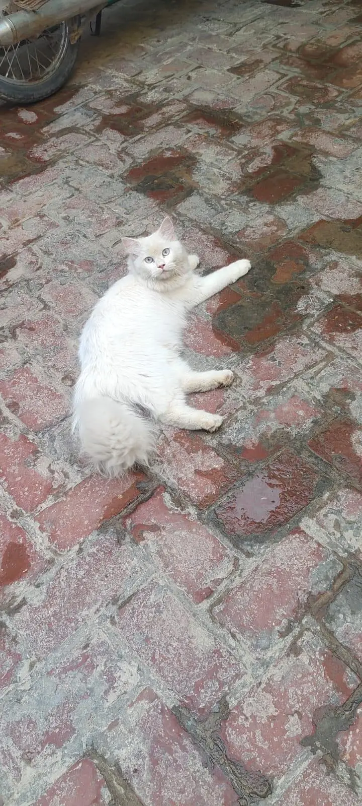 MALE TRIPLE CAT WHASHROOM TRAINED ( price negotiable ) — photo 5