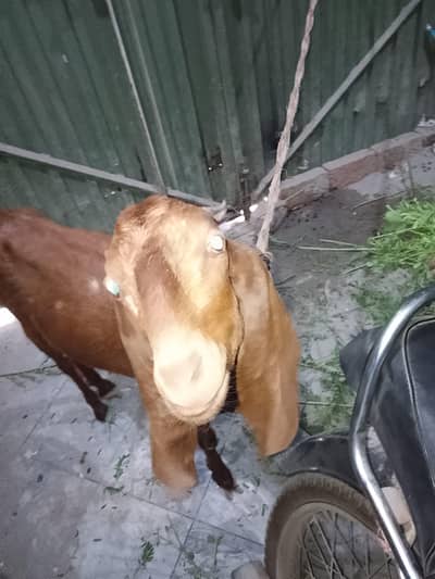 bakri kawari eligible for qurbani   dondi