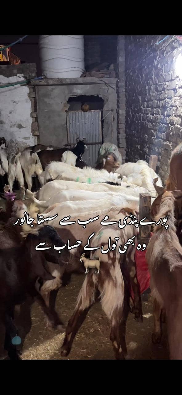 goats 1