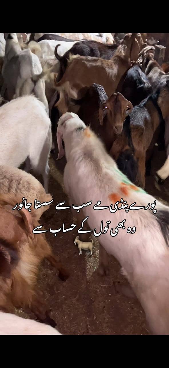 goats 2