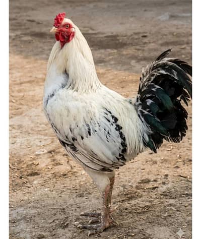 Egg laying healthy pair 5 hen 1 rooster