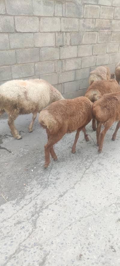 sheep