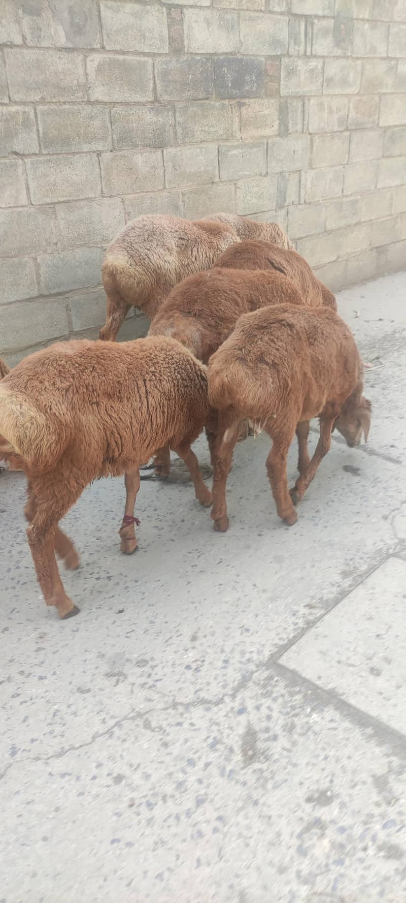 sheep 1