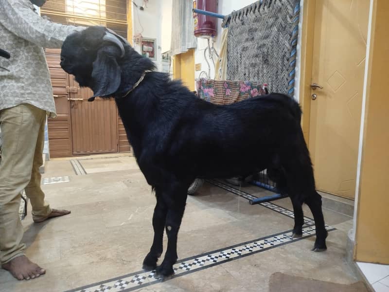 Black Bakra 0