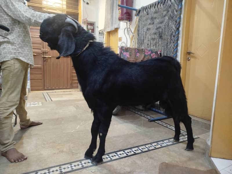 Black Bakra 1