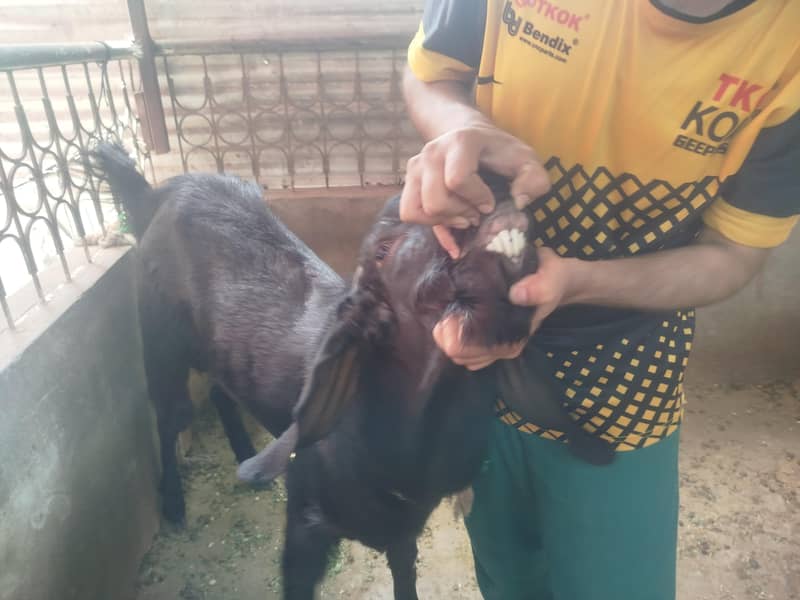 Black Bakra 2