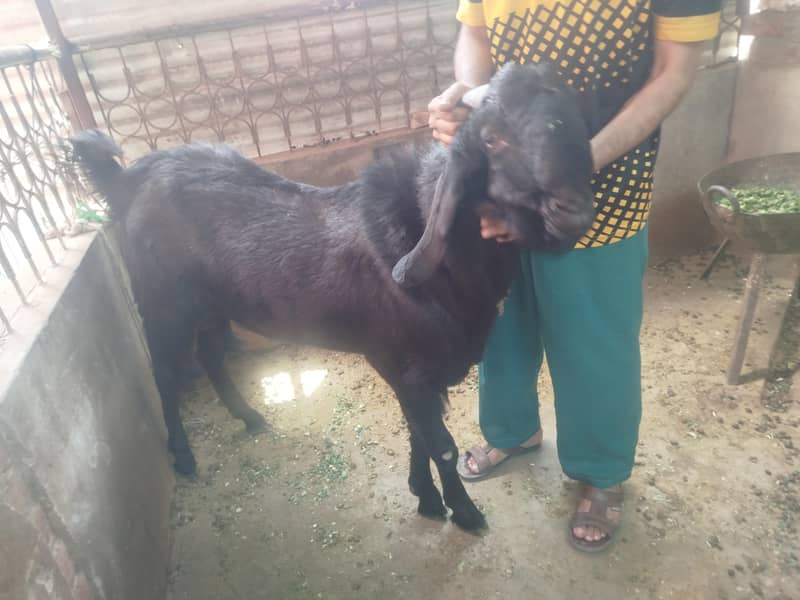 Black Bakra 3
