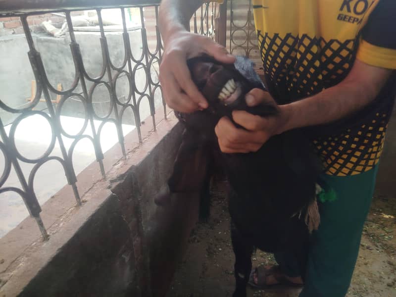 Black Bakra 4