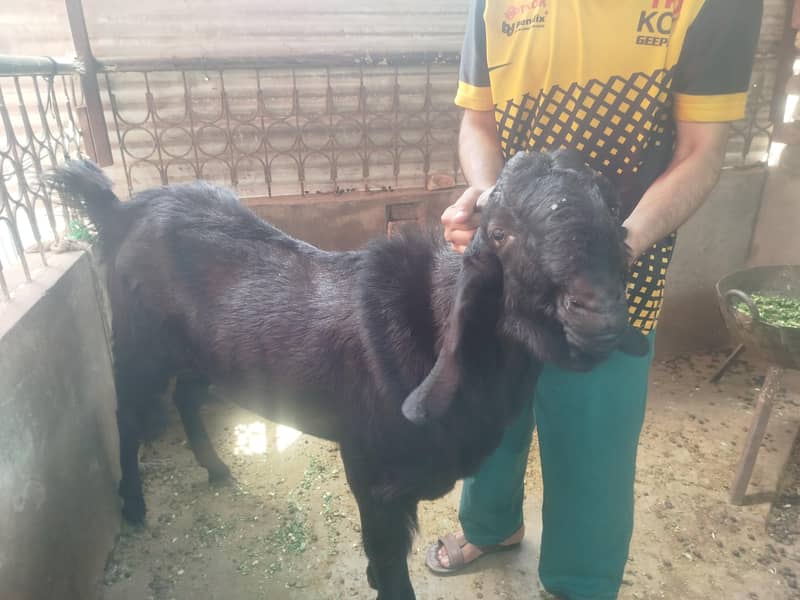 Black Bakra 5