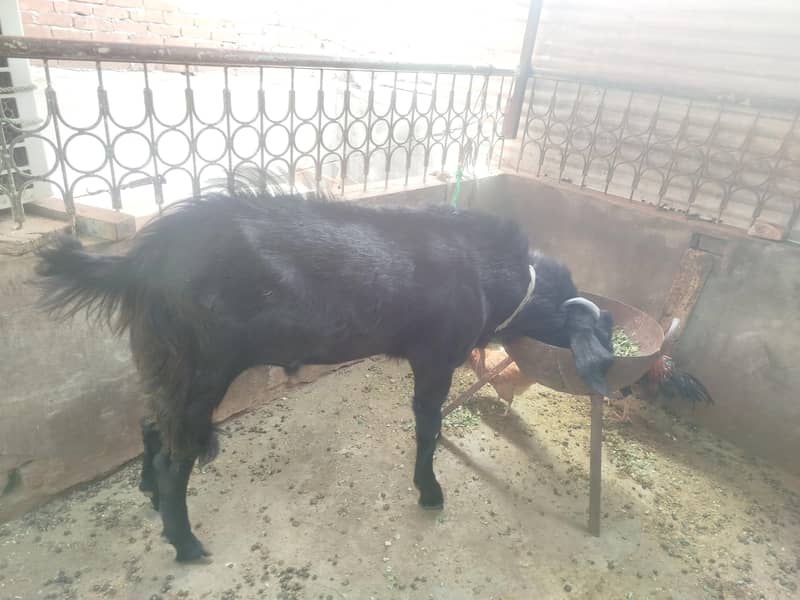 Black Bakra 6