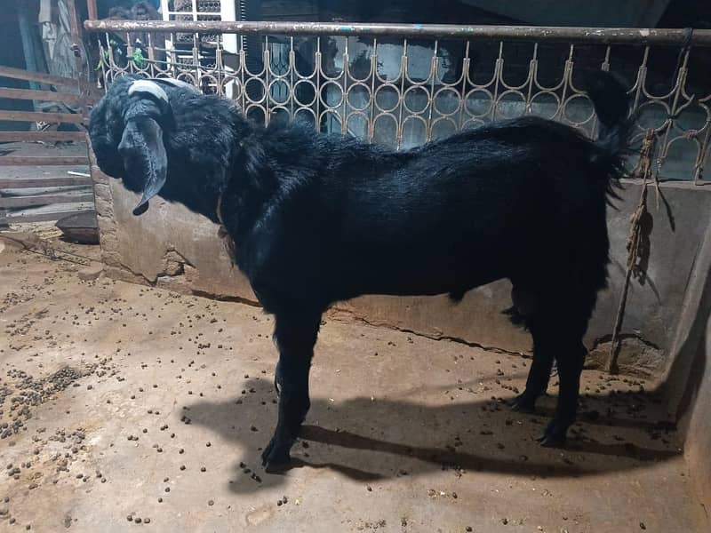 Black Bakra 7