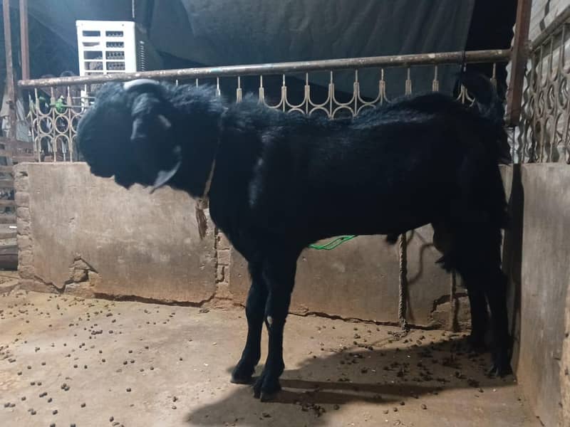 Black Bakra 8