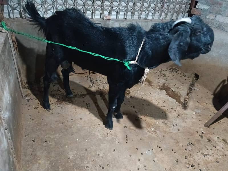 Black Bakra 9