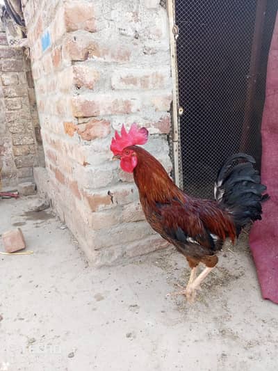 Golden desi murgha or murghiya sale