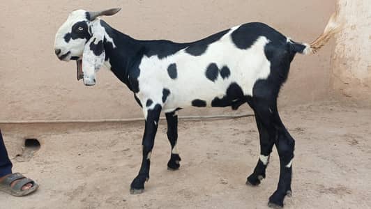 Goat for sale