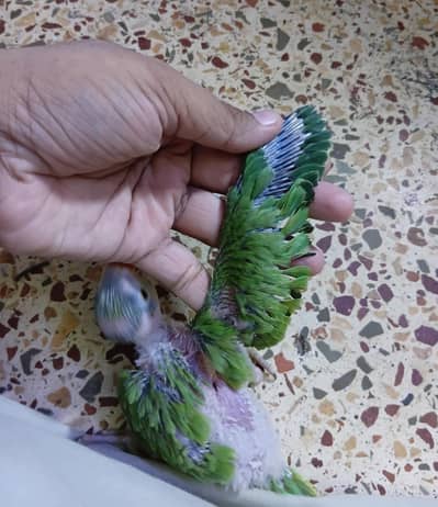 Ringneck Chick