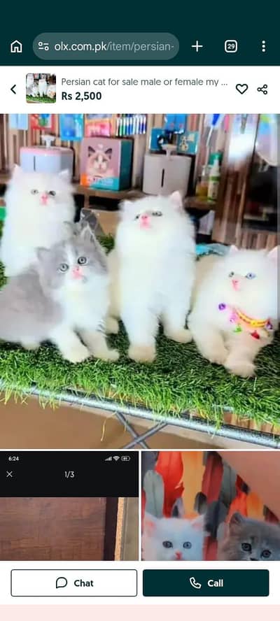 Persian cat for sale male or female my WhatsApp number 03214390746