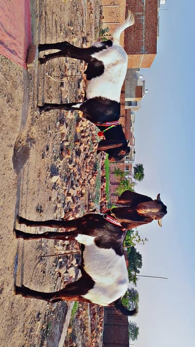 Qurbani Bakra & Chatra