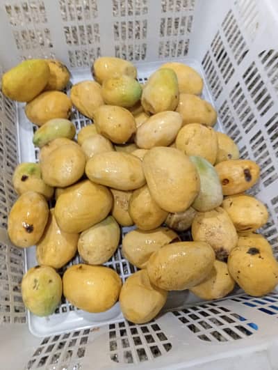 Mangos from Sindhi  (Return accepted)