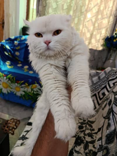 white Russian cat