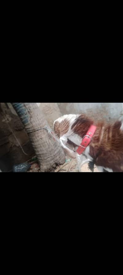 bakara 2 dant andu for sell