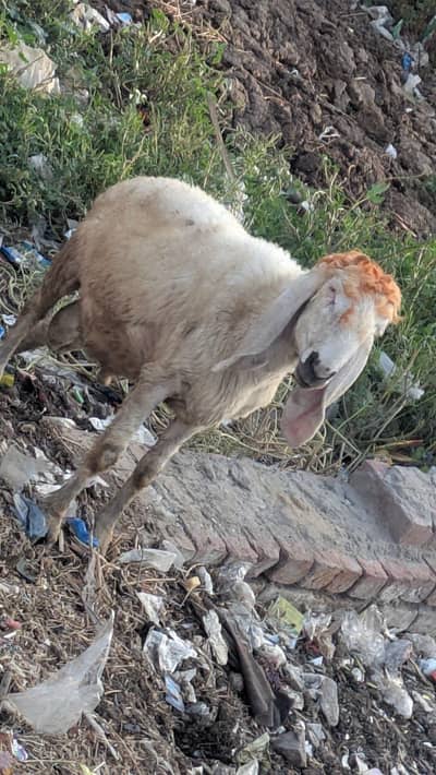 zabardast animal