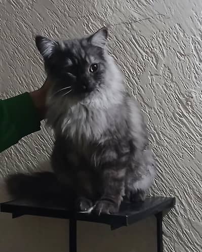 Himaliyan cats