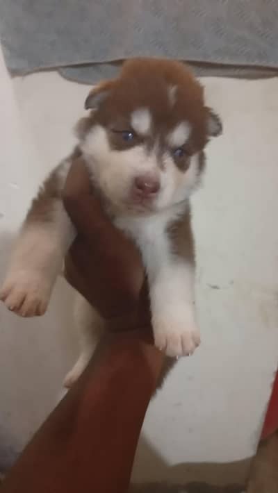 husky