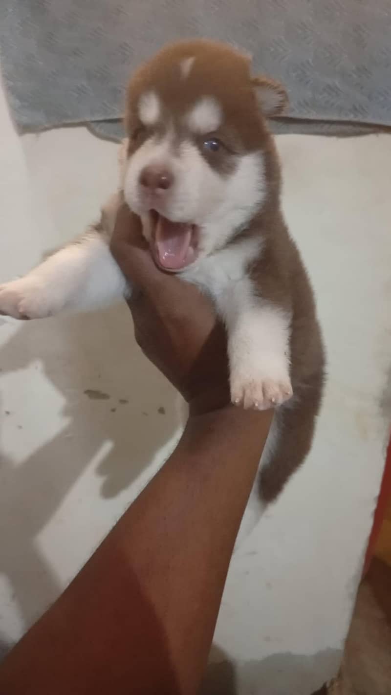 husky 1