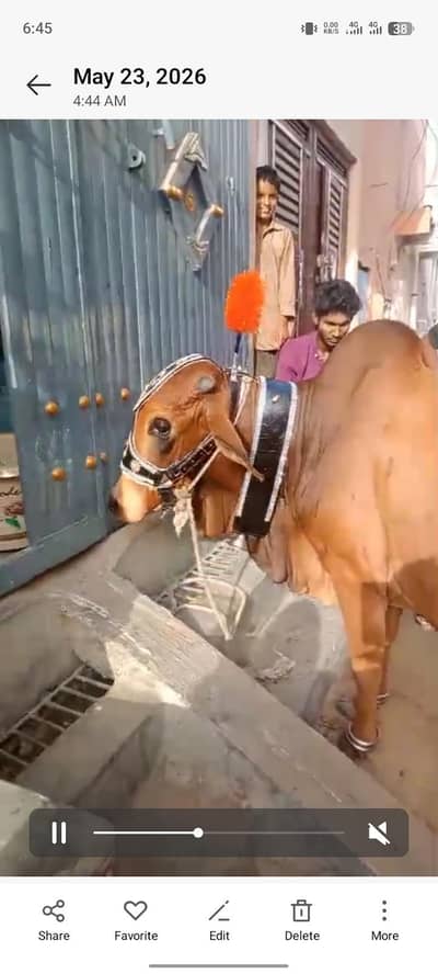 pakka khira 3man plus qurbani ka bacha