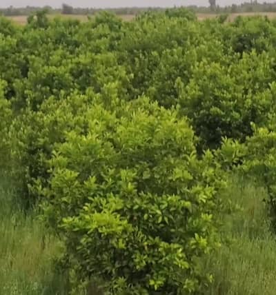 123.35 Kanal Fully Developed Commercial, Industrial, Agricultural & Farming Land with 5 Acres Citrus Orchard for Sale