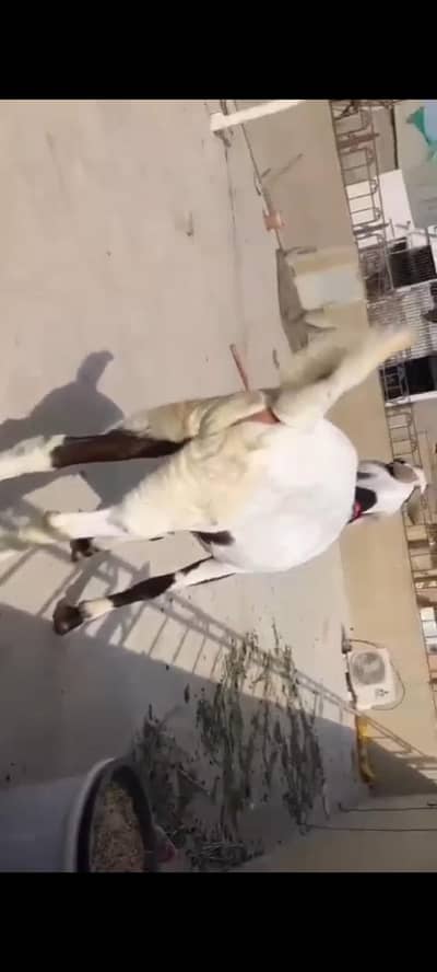 bakra for sale 0319/3933468