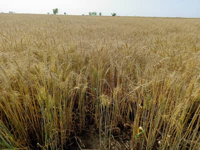 240 Kanal Fully Developed Agricultural Land For Sale