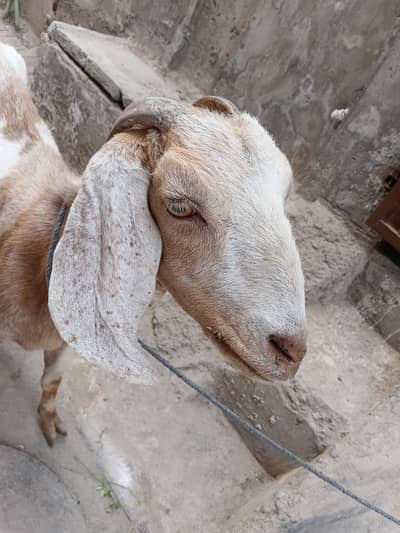 goat bakri sale for qurbani