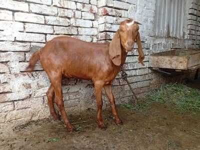 goat dondi ha kurbani ka liya