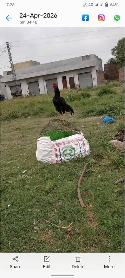 aseel hens male female and chicks available 03120854997