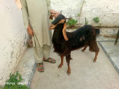 goats good active 03076535527