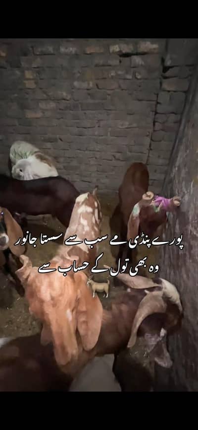 Goats per kg only 1650