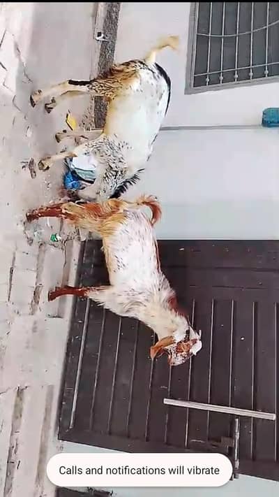 qurbani k liy bakry for sale hain
