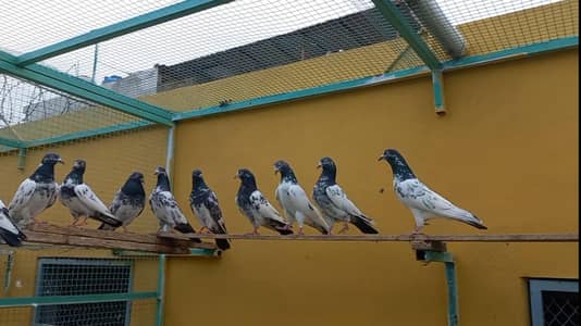 Breeder Teddy Available