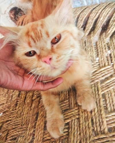 Persian cat